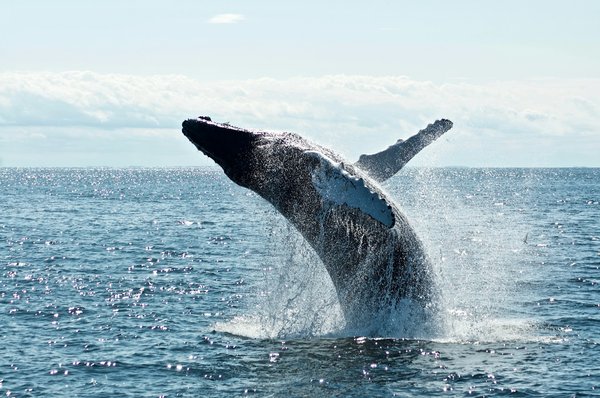 Comment organiser une expédition pour observer les baleines grises en Californie, USA?